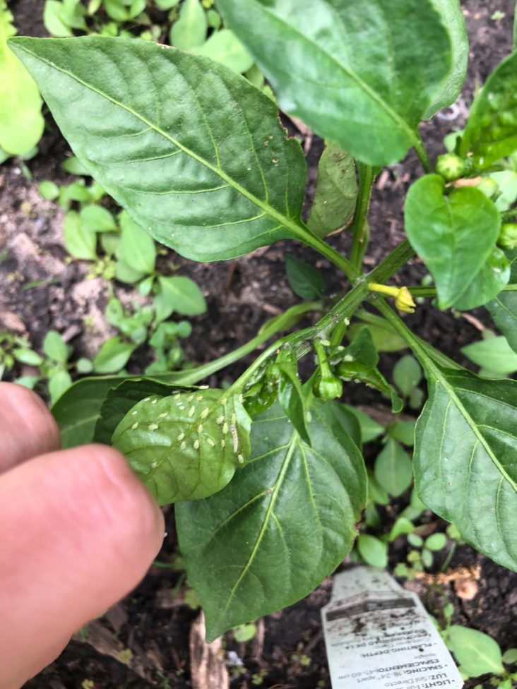 Aphids on the underside of leaves