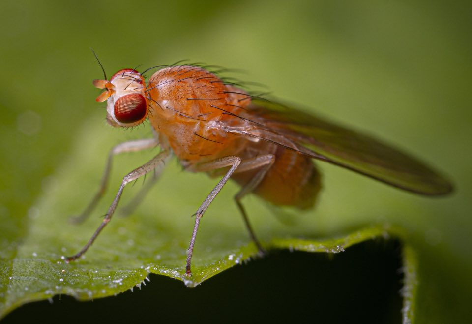 How To Get Rid Of Fruit Flies