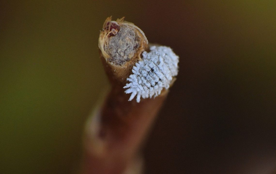 How to Get Rid of Mealybugs