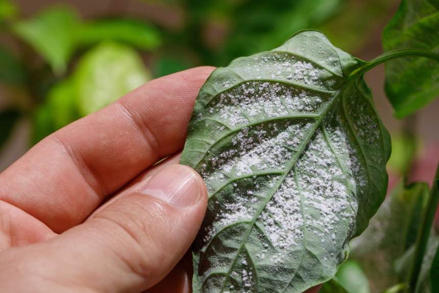 Getting Rid Of Spider Mites