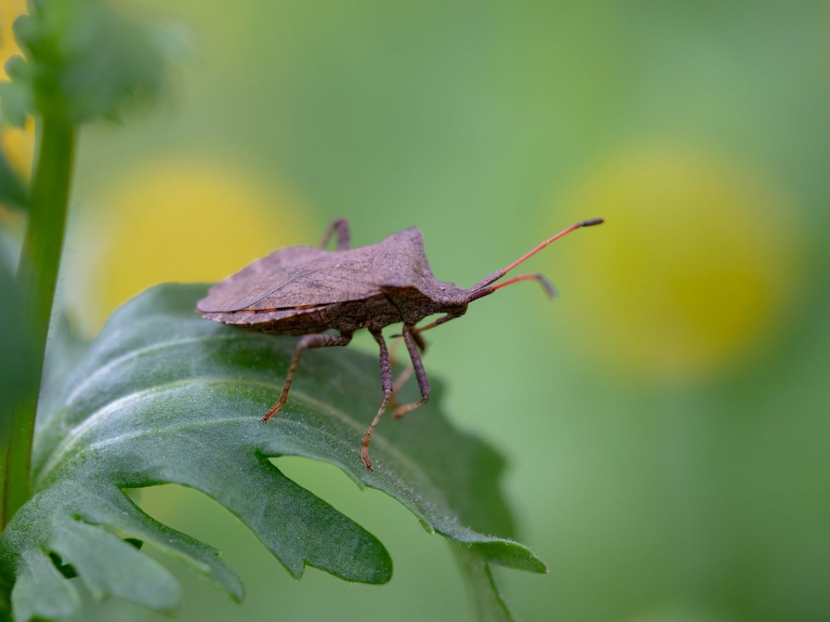 Natural Pest Control Techniques That Actually Work