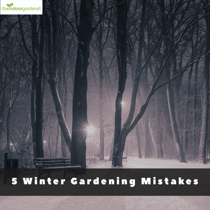 Indoor Gardening in Winter: 5 Mistakes To Avoid