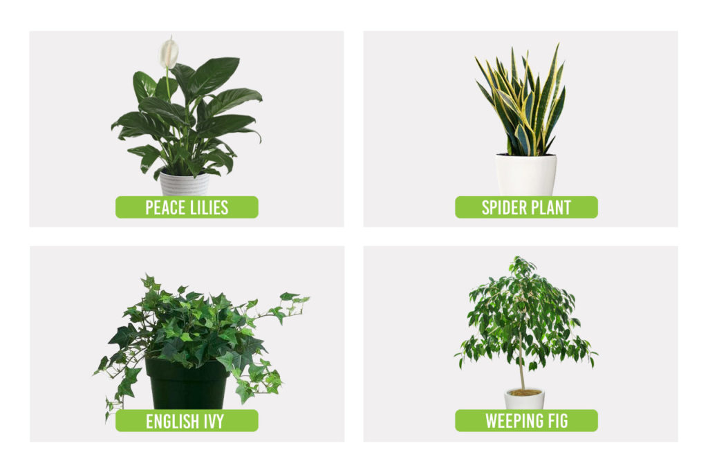 4 Best Plants For People With Allergies