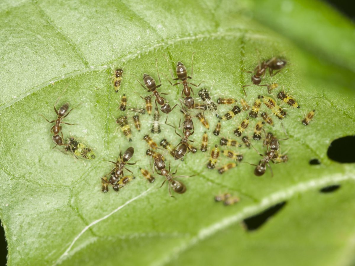How To Keep Pests Away From The Garden