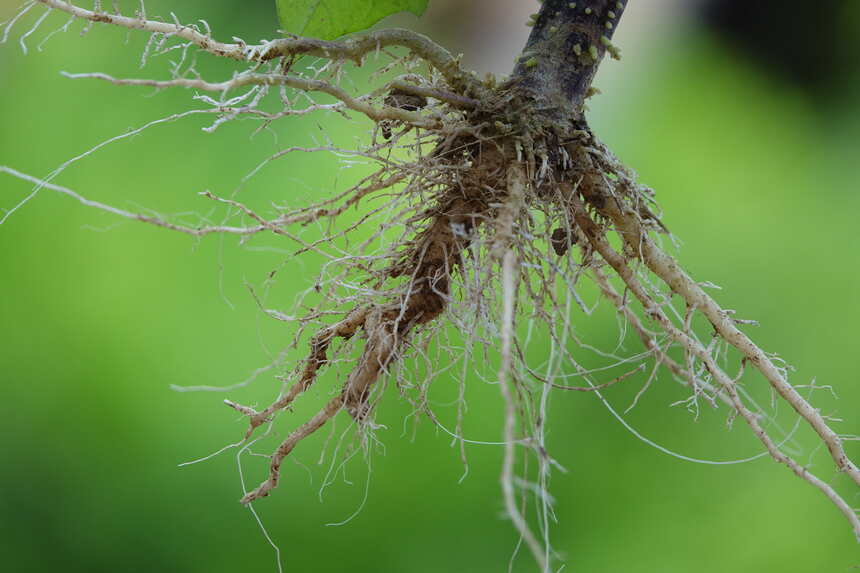 ​​What are Bare Root Plants