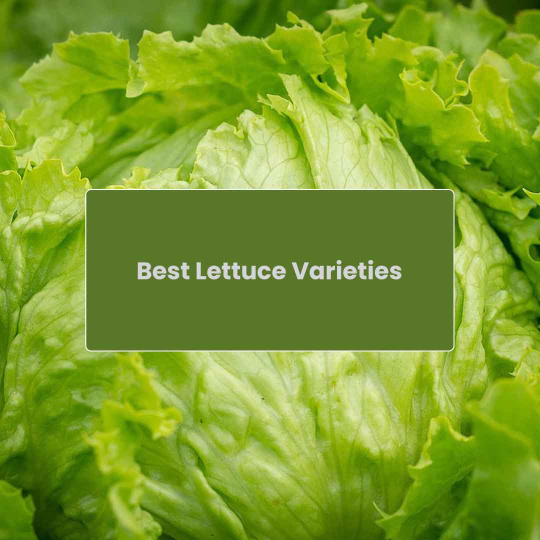 Best Varieties of Lettuce