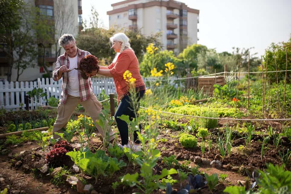 Best Plants To Grow In Summer