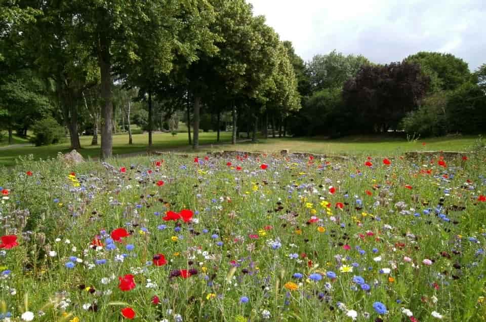 Best Spring Plants - Our Top Picks