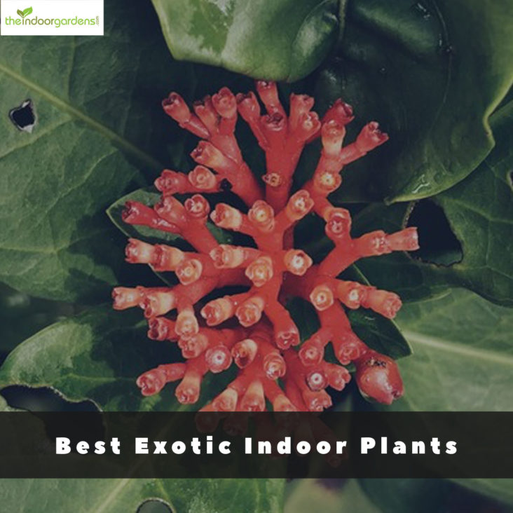 10 Best Exotic Plants To Grow Indoors