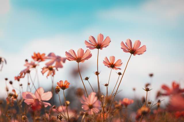 20 Perennials That Bloom All Year