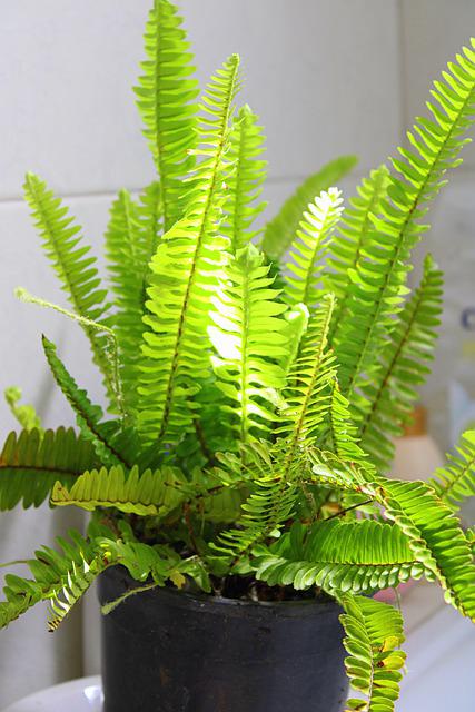 Lighting For Boston Ferns