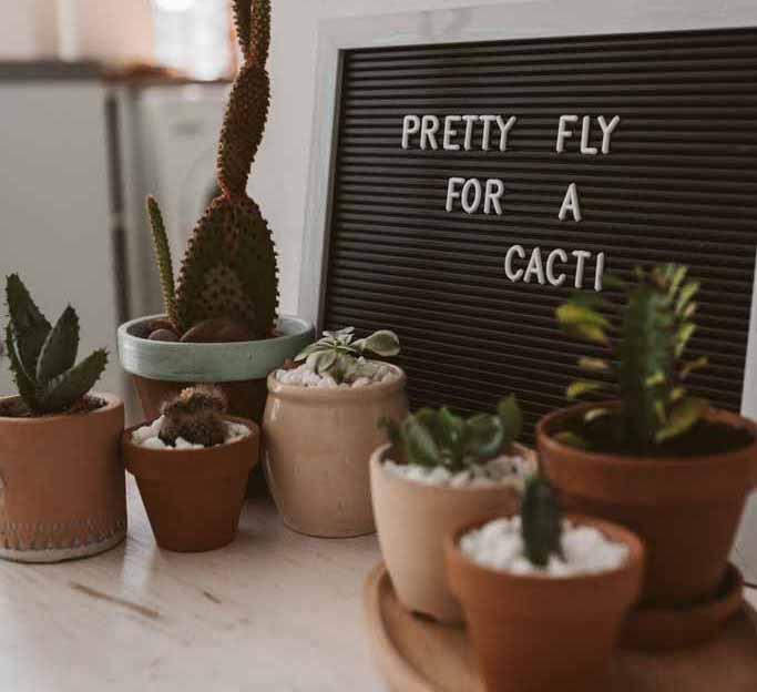6 Cactus Gardening Tips For Healthy Cacti