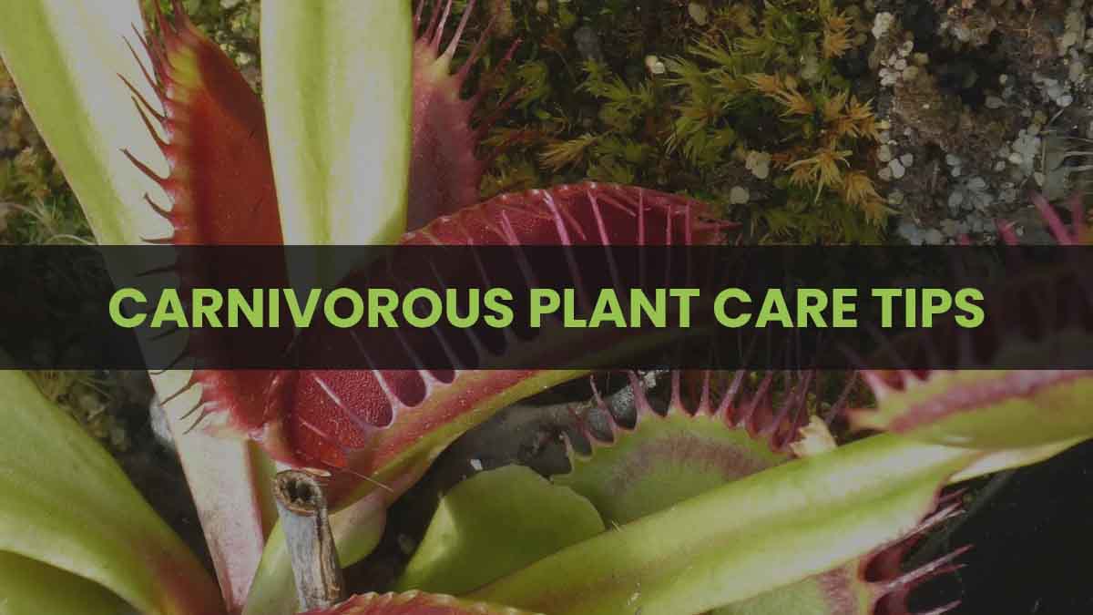 Carnivorous Plant Care Tips