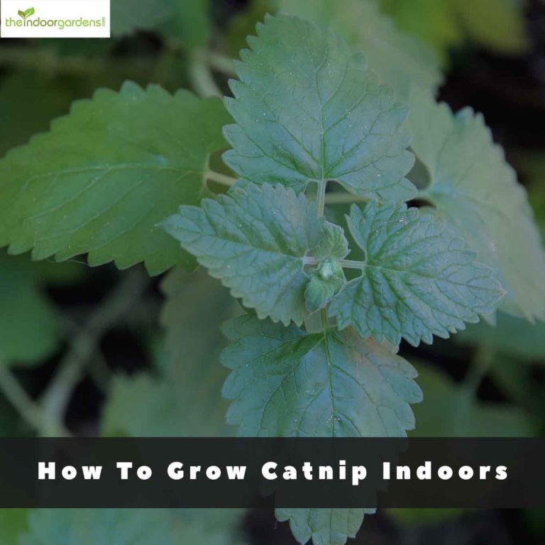 How To Grow Catnip Indoors
