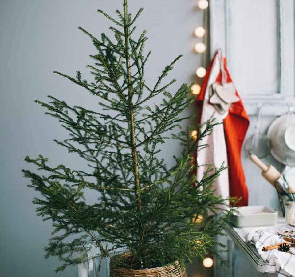 How to Care For a Real Christmas tree