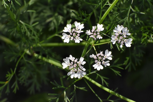 What Is Plant Bolting and How to Prevent It