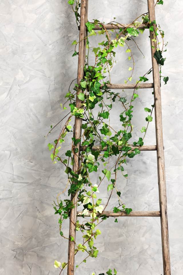 10 Climbing Vines For Your Garden