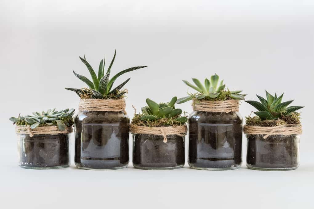 Coffee Grounds For Succulents - Is It Good?