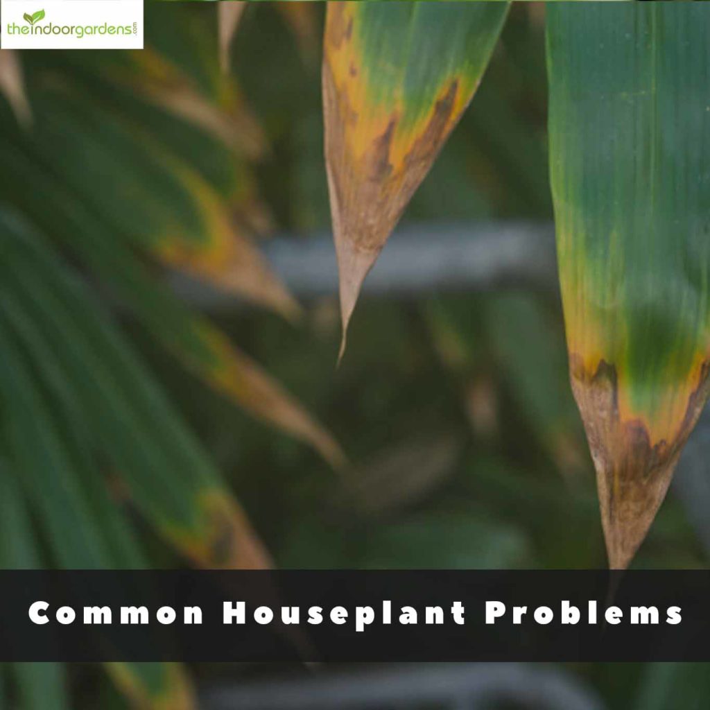 Common Houseplant Problems and How To Fix Them