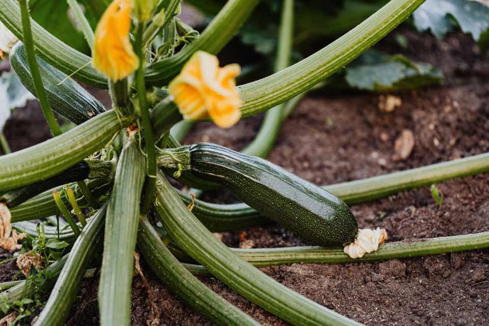 Companion Plants For Zucchini