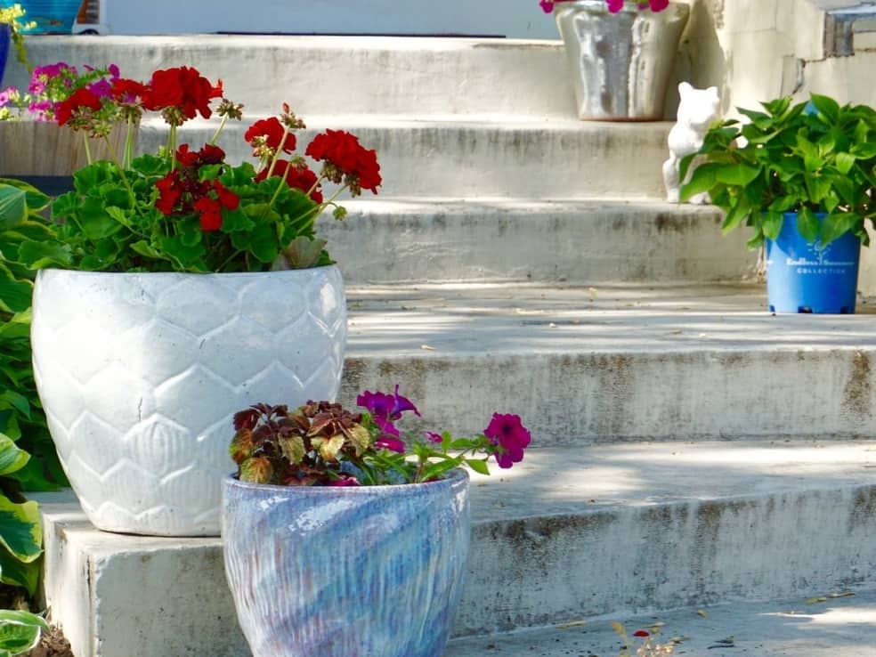 Everything You Need To Know To Grow Your Garden in Containers
