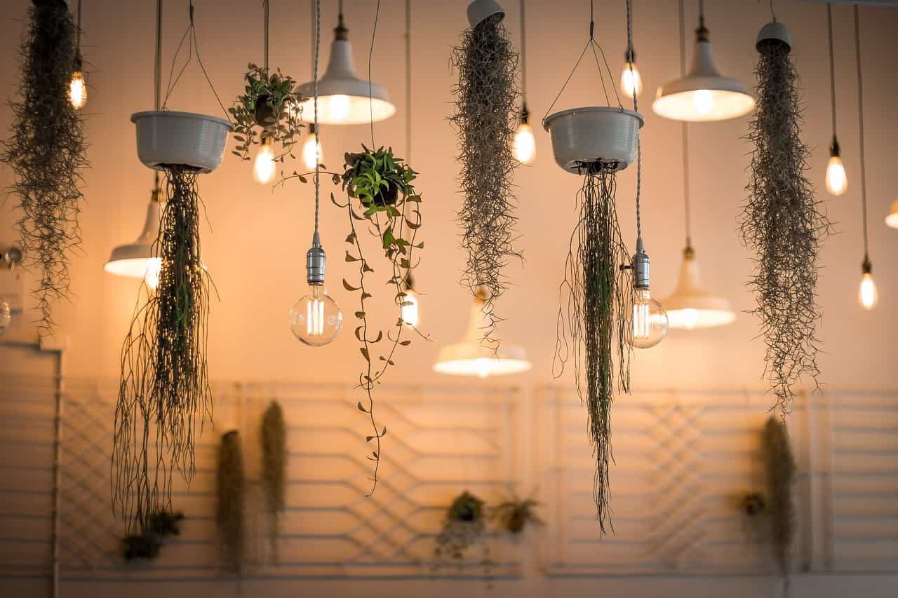 Guide To Indoor Plant Lighting