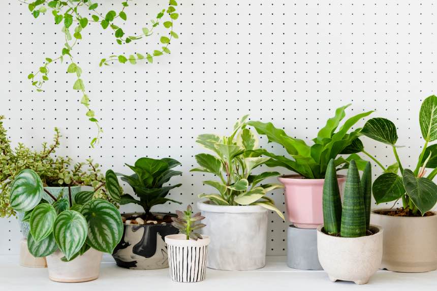 5 Expert Tips to Create a DIY Indoor Garden