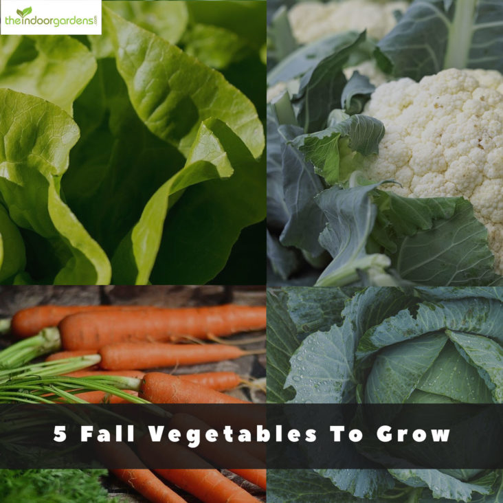 5 Fall Vegetables To Grow