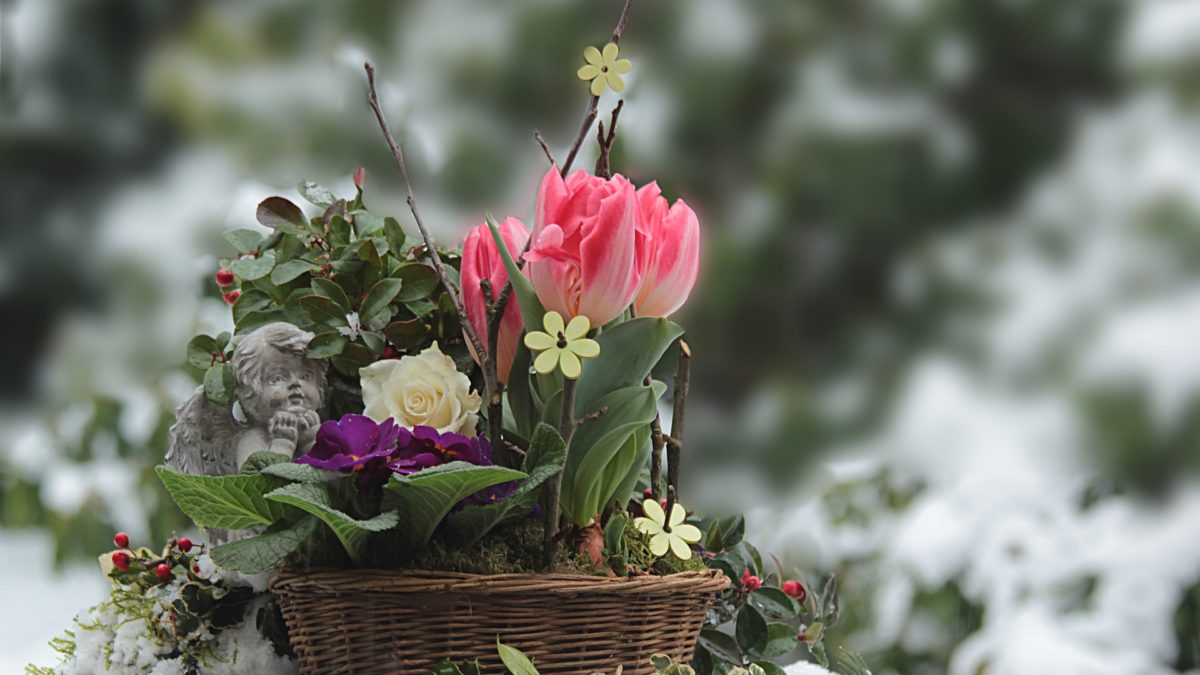 3 Plants We're Growing Indoors This Winter