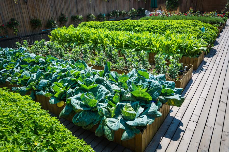 10 Reasons To Grow Your Own Food