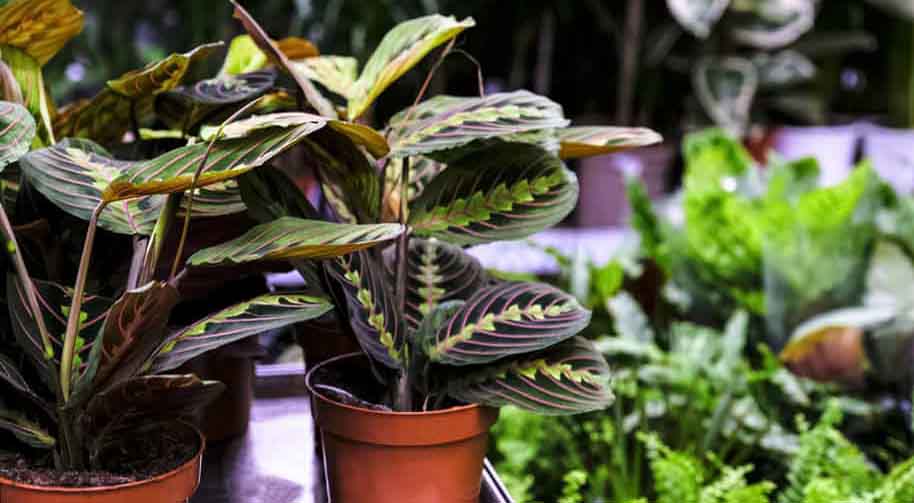 Growing Calathea Fasciata Indoors