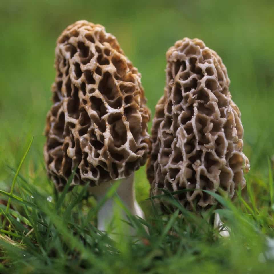 Growing Morel Mushrooms Indoors