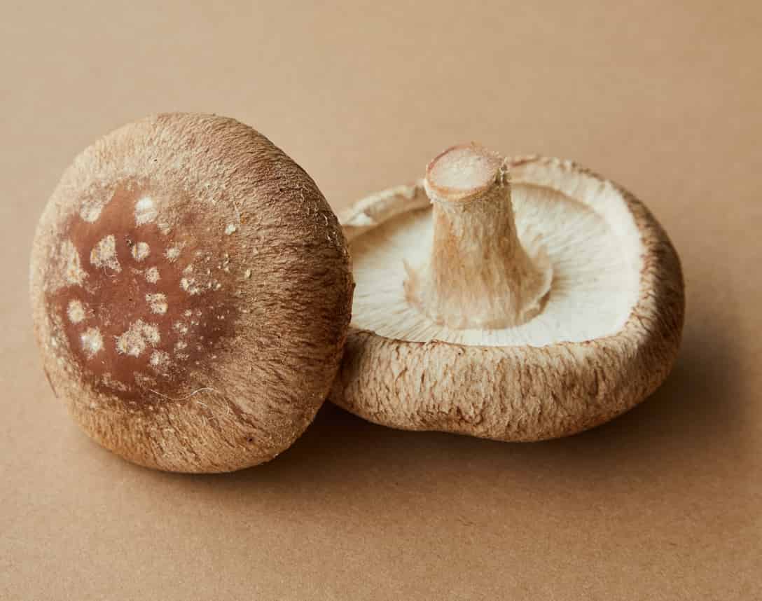 Growing Mushrooms Indoors - Overview