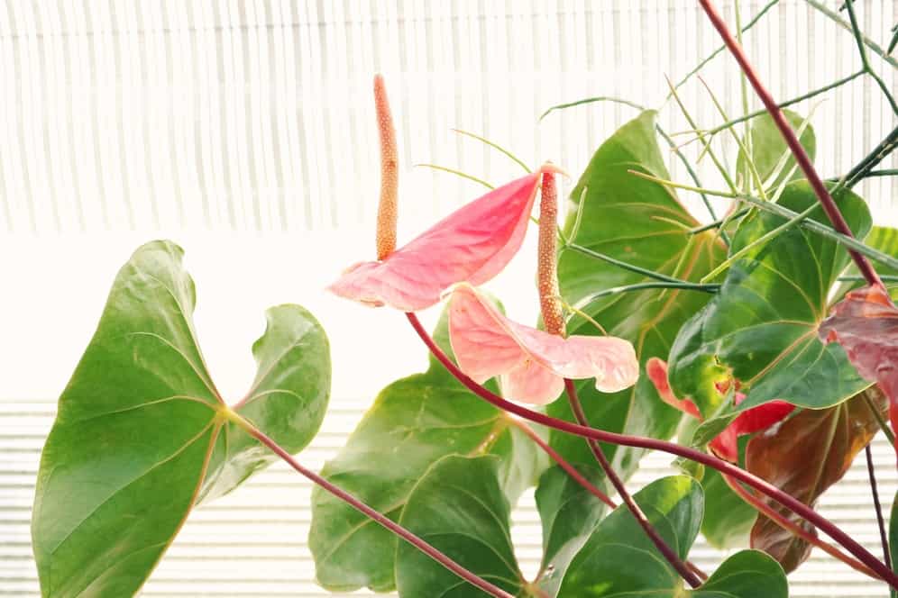 Growing Tropical Plants Indoors