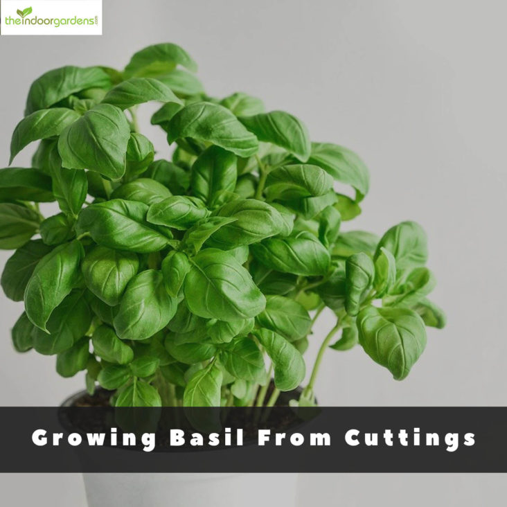 Growing Basil From Cuttings