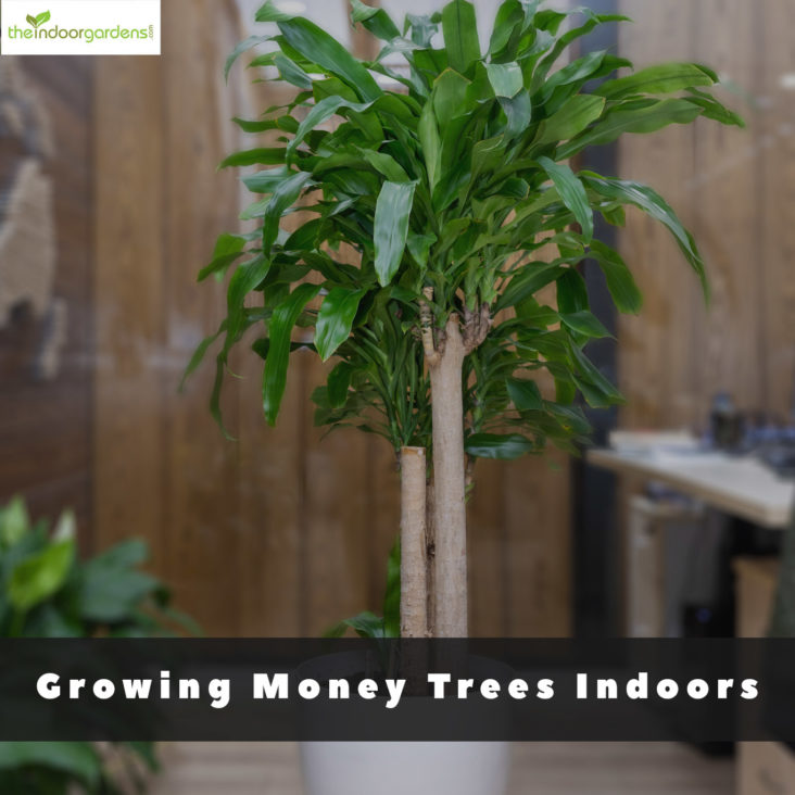 Growing Money Trees Indoors