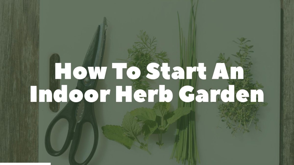 How To Start an Indoor Herb Garden