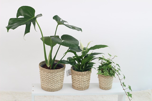 How Long Do Houseplants Live?