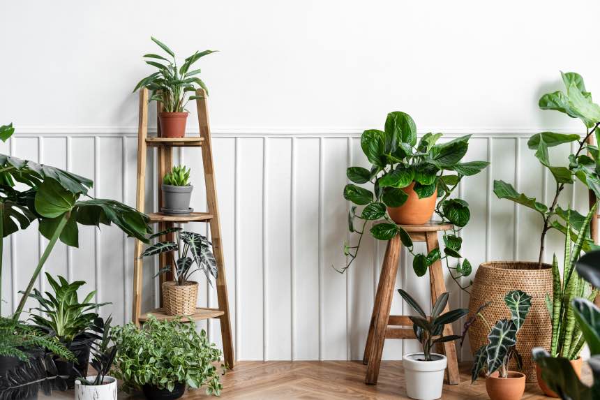 How Plants Help Your Mental Health