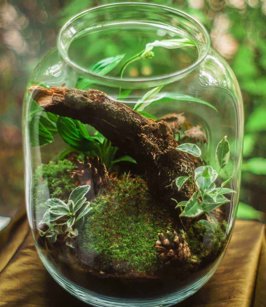 How To Build a Terrarium