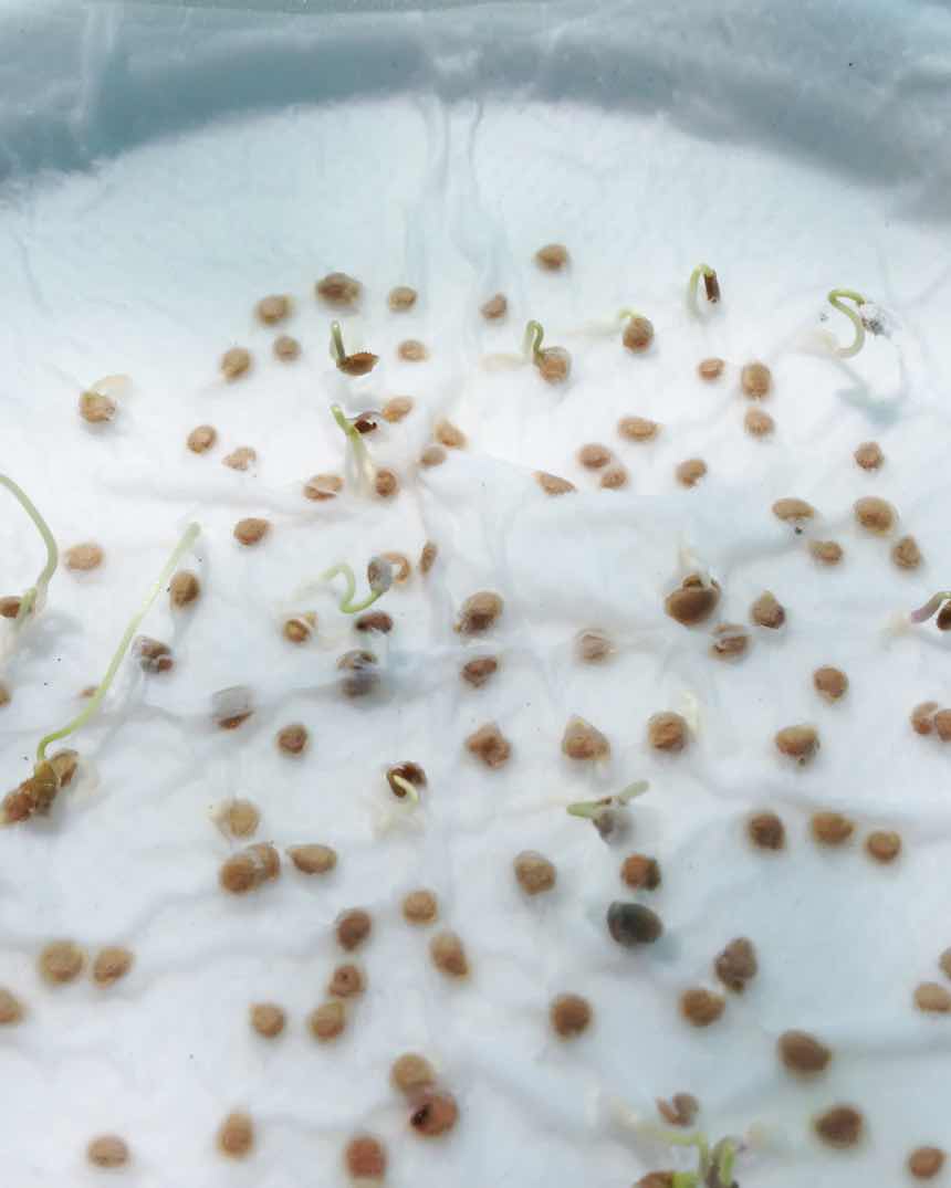 How To Germinate Seeds In A Paper Towel
