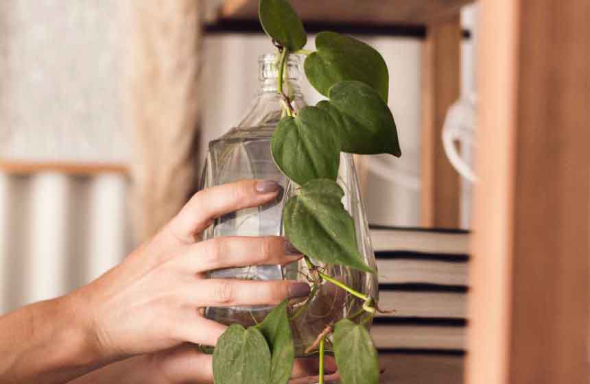 How To Propagate Pothos