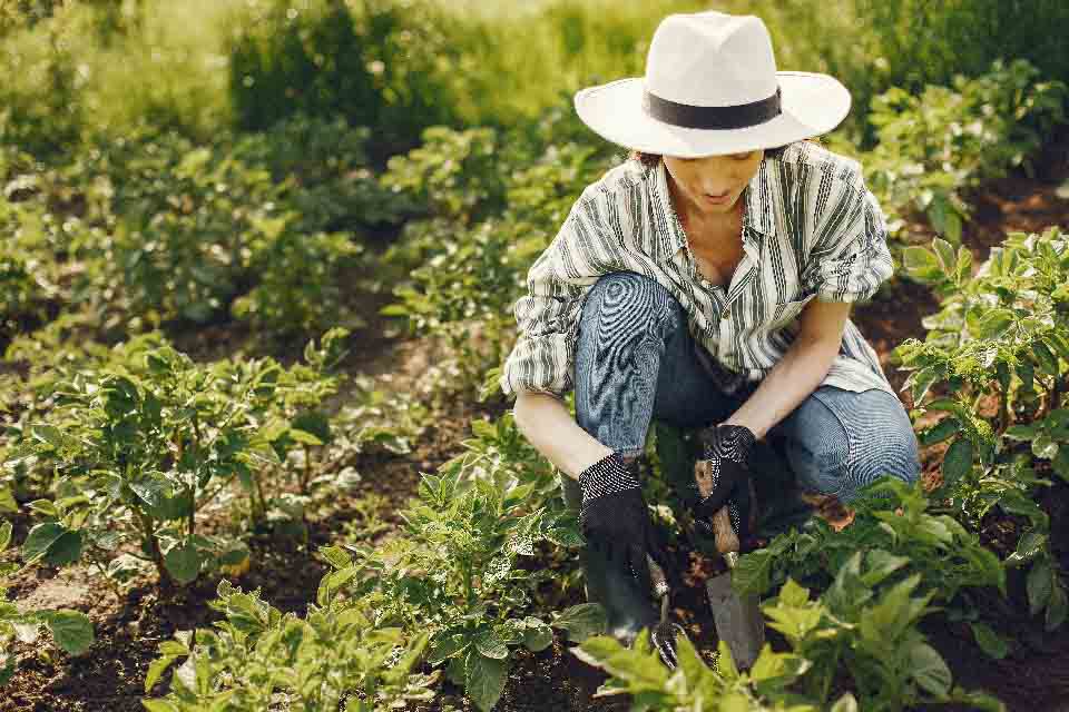 How To Protect Your Plants From The Summer Heat