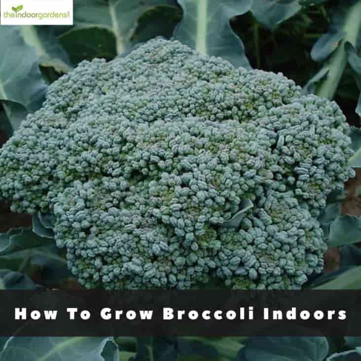 Growing Broccoli Indoors - How To Get Started