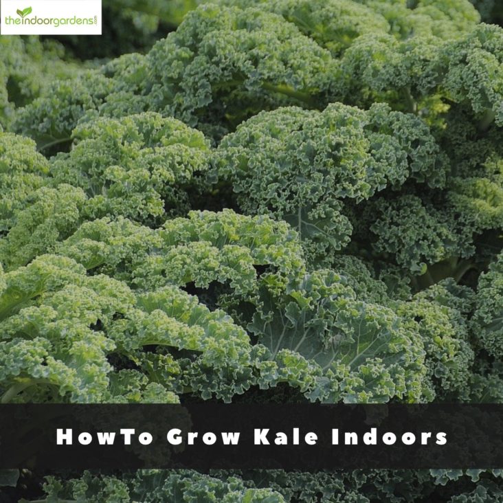 How To Grow Kale Indoors