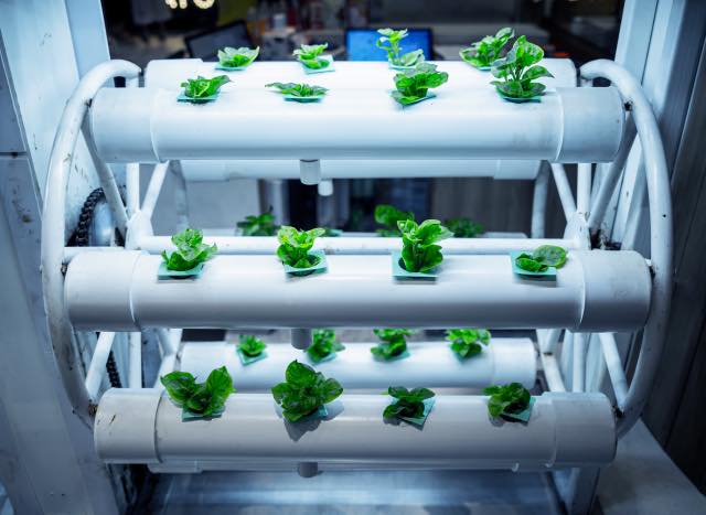 How to Grow Hydroponics for Beginners