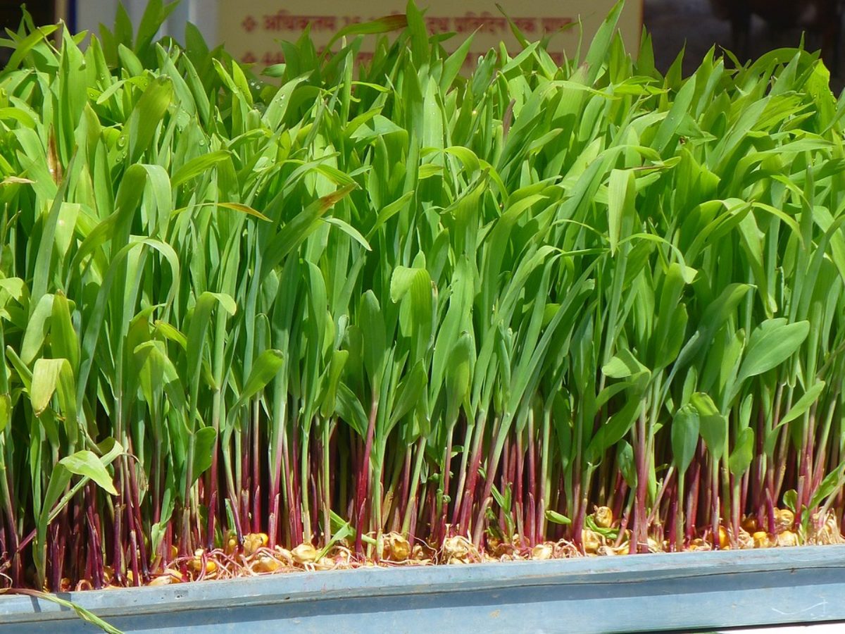 How to Grow Hydroponics for Beginners