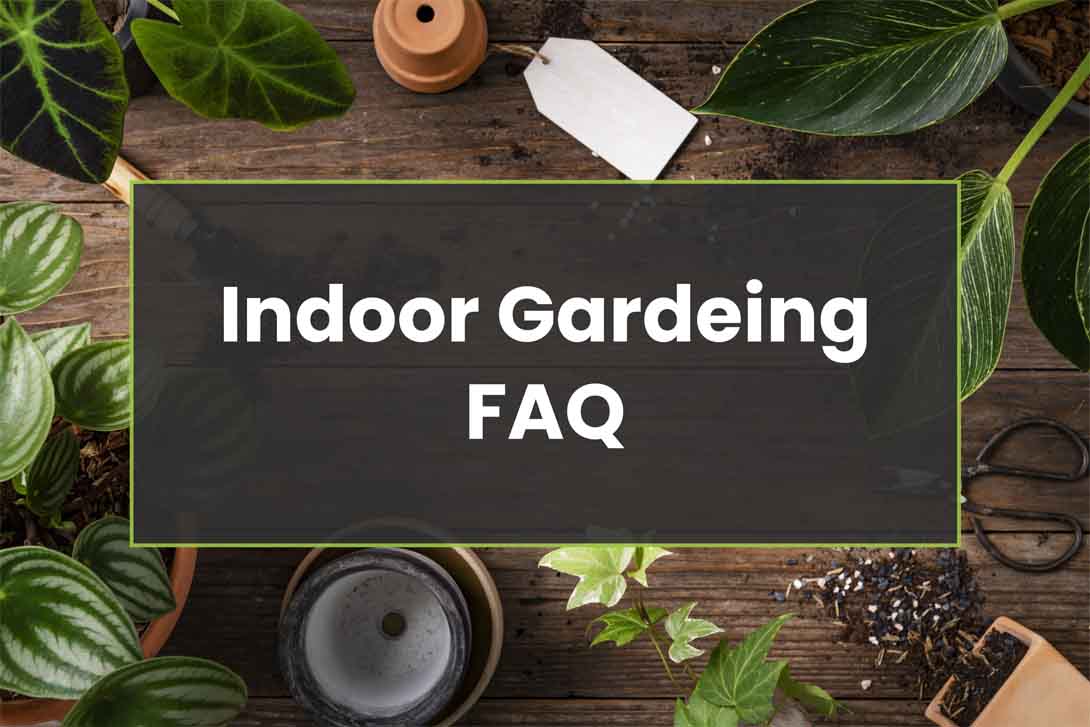 Indoor Gardening FAQ Your Questions Answered