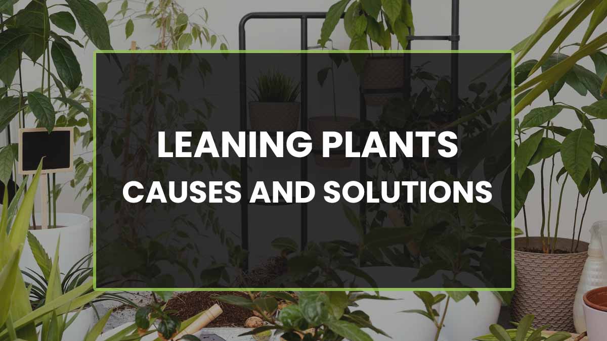 Indoor Plant Leaning - Causes and Solutions