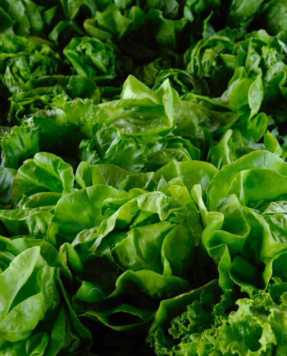 Tips For Growing Leafy Greens
